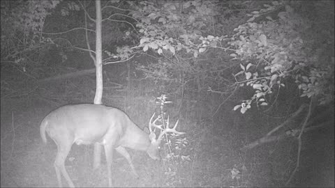 Fred Zepplin 2021, 9/19/21 Nice Buck & He's A Rubbin!