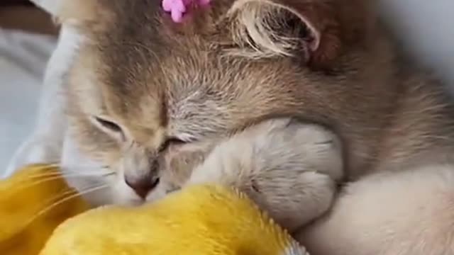 Funny cat | cut cat | Baby Cats - Cute and Funny Cat Videos Compilation | Aww Animals