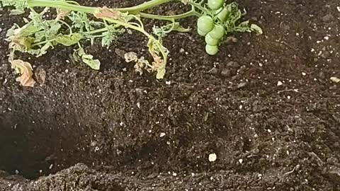 Transplant #4-Cherry Tomato babies planted in a container in 108F heat