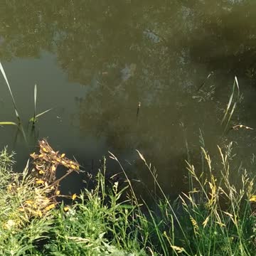 Fish swim near the fishing rod