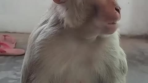 Educated monkey