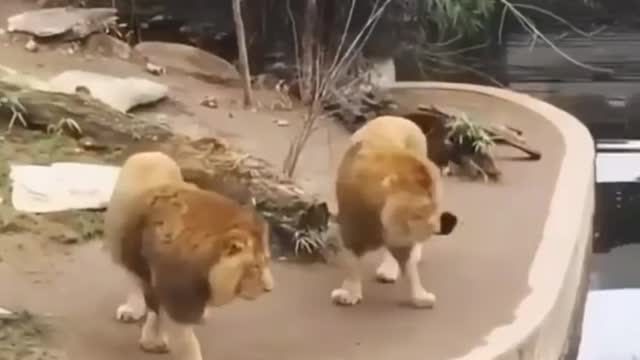 Lion animal Funny Video, loin into water