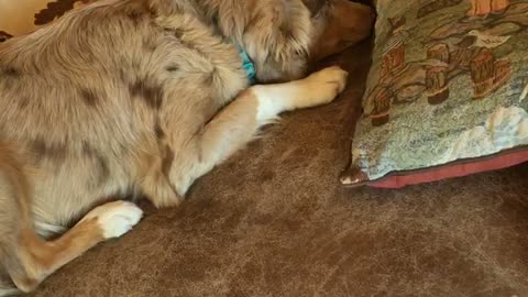 Couch dog guilty about ripping sack