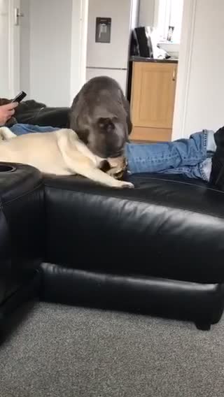 French Bulldog in major couch fail