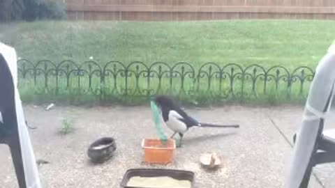 Magpie is a cleaner worker.