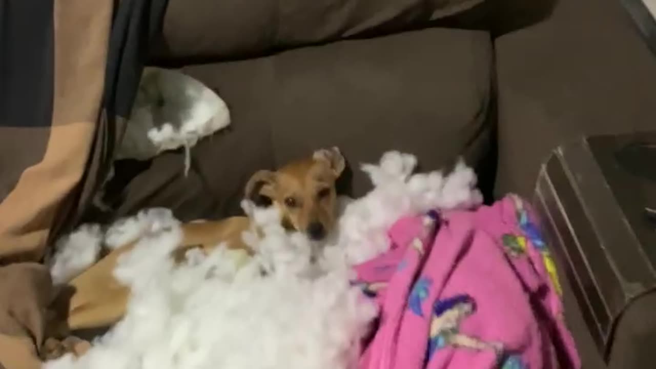 Small Dog Destroys Sofa