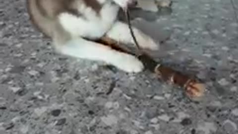 husky eat cane