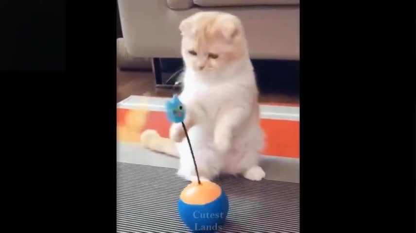 Cute And Funny Pets, Try Not To Laugh To These Pets Compilation Cutest Lands