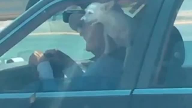 Small dog standing on old womans shoulder as she drives