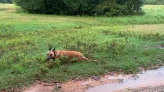 Clean dog walks through mud holes.