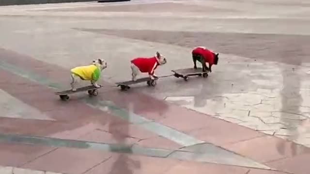 👍 Best Funny Dogs 🐶 Ep026