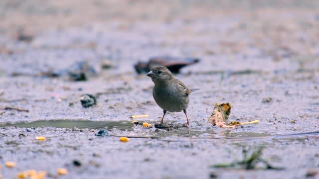 Most Beautiful Birds in Nature 37