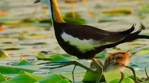 Natural video _Birds status Beautiful