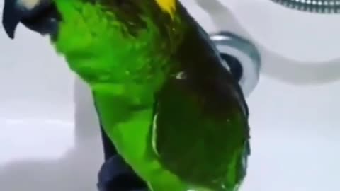parrot sings with the hostess in the bathroom