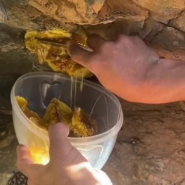 Extraction du miel naturel à Kurdustan