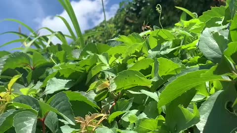 The taste of summer, the beautiful dance of flowers and plants