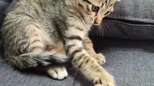 cute cat playing human fingers #trending #cat #pets