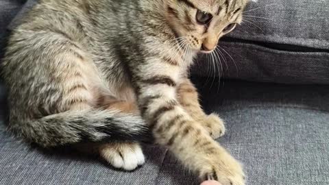 cute cat playing human fingers #trending #cat #pets