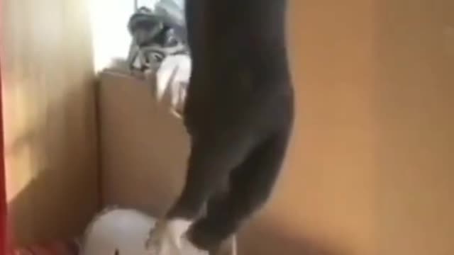 The cat Climbs the rope like A human.