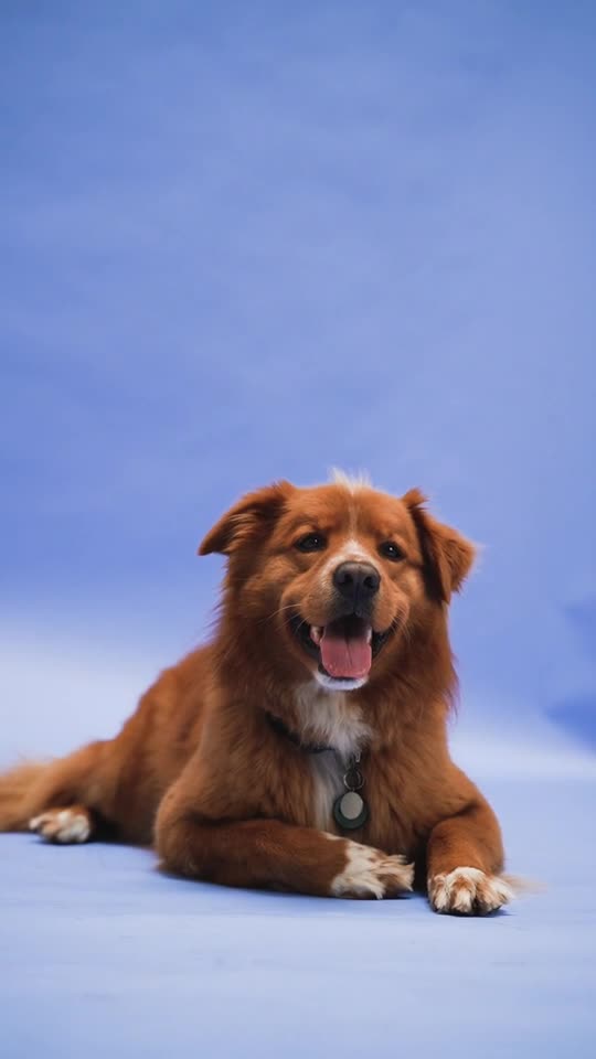 A dog lying on the ground.