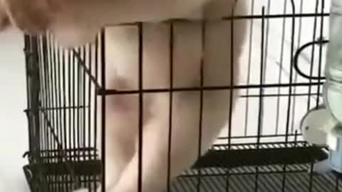 Cute puppy escapes from the cage easily