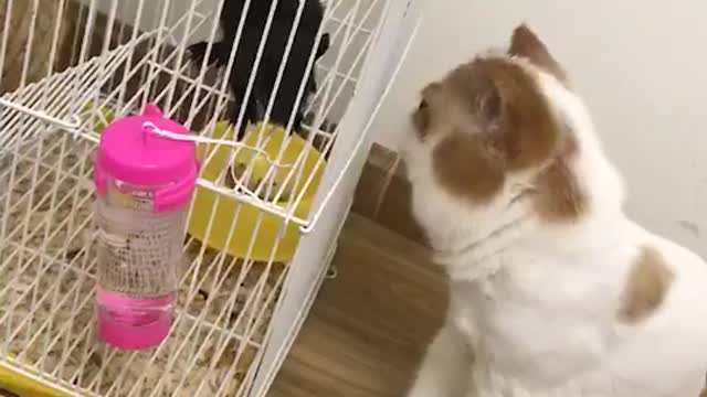 Tease a dog with a cat