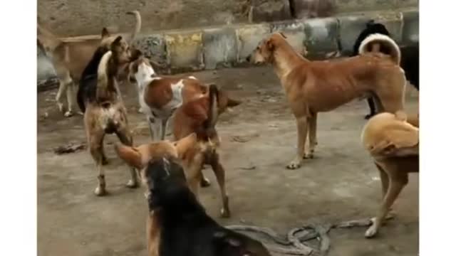 Super Funny Animals video so much laughing