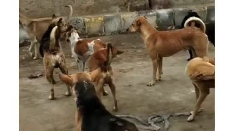 Super Funny Animals video so much laughing