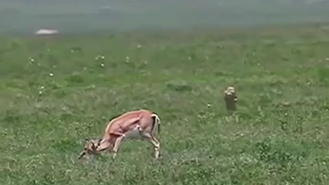 Hungry Cheater, and a Helpless antelope