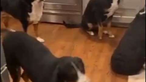Hungry doggies get super excited about their meatloaf