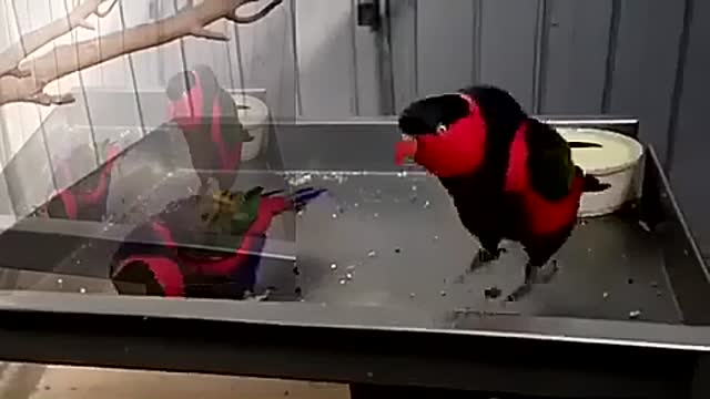 Dancing parrots! Look at this stunt