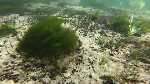 Underwater Video
