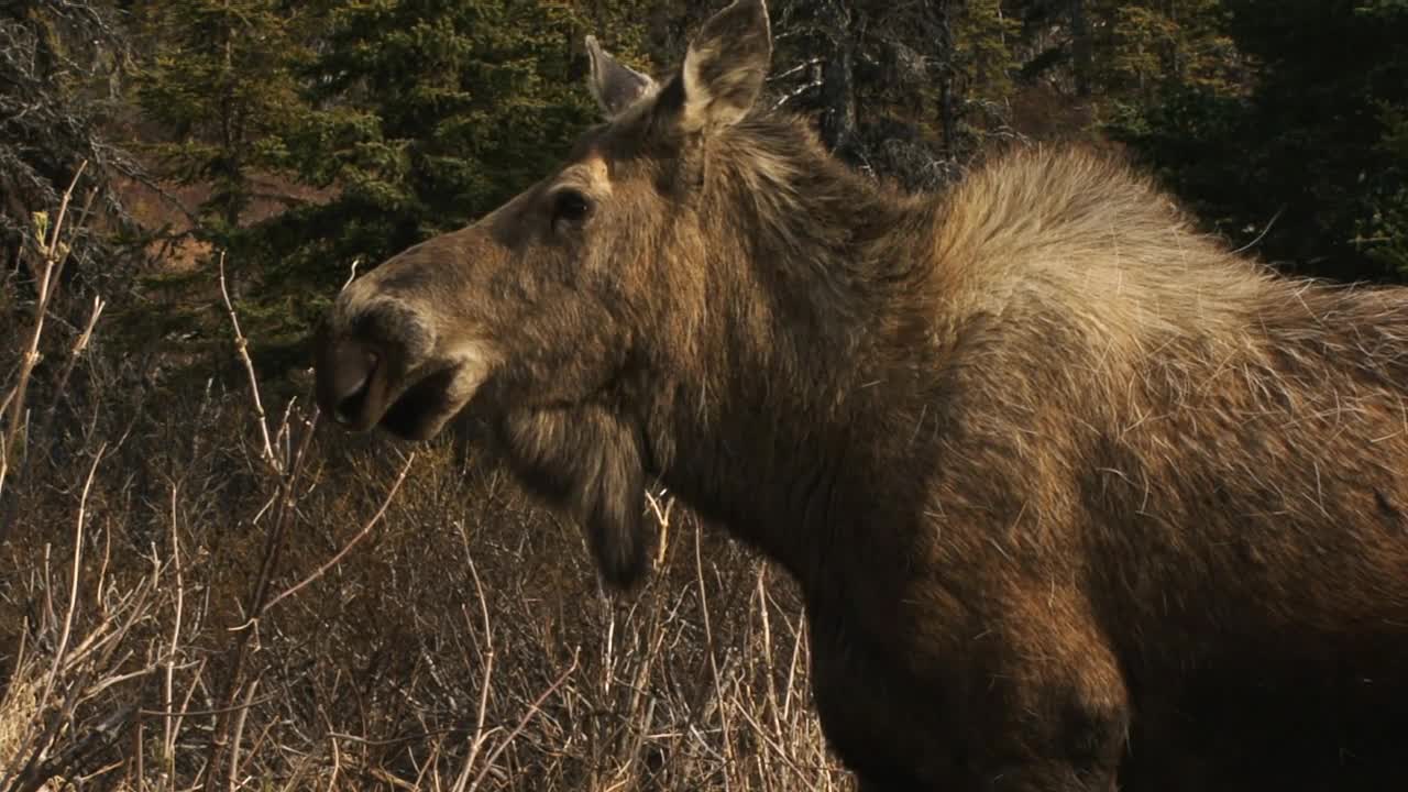 Moose Cow Looking into Woods