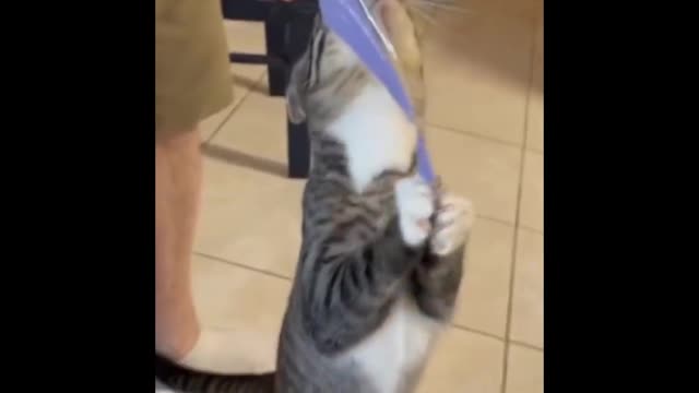 Watch this HUNGRY kitty *Sweet*