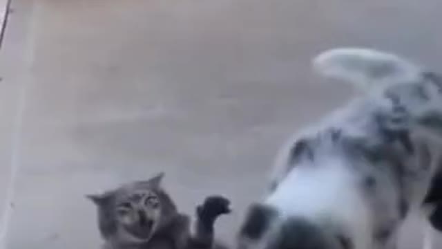 🤣 Funniest Cats - Awesome Funny Pet Animals Videos 😇 (5)