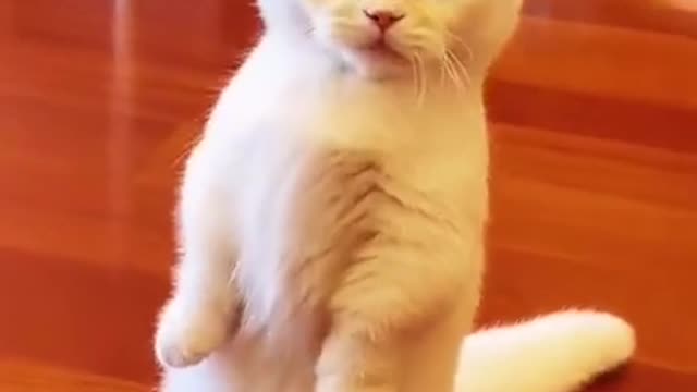 Funny cats _ Funny cats videos funniest videos