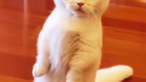 Funny cats _ Funny cats videos funniest videos