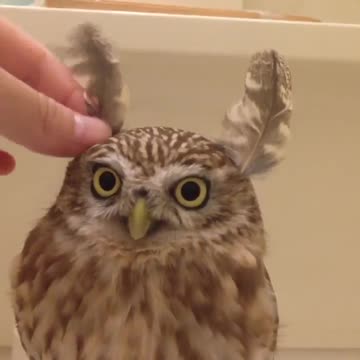 Owl Bunny