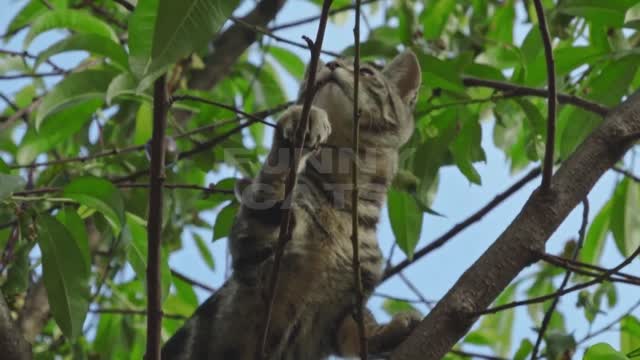 A brave cat climbed a very big tree trying to get down from it in high quality with great music😿