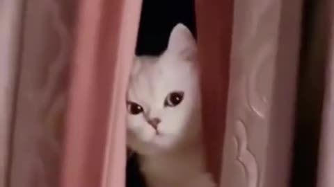 Funny animals videos #shorts