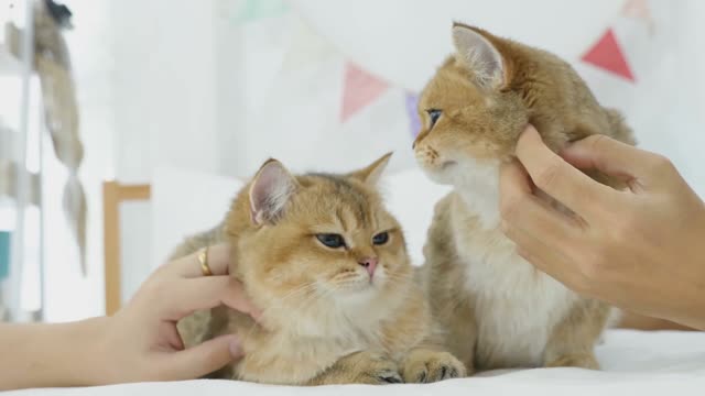 Baby Cats - Cute and Funny Cats Videos Compilation #19