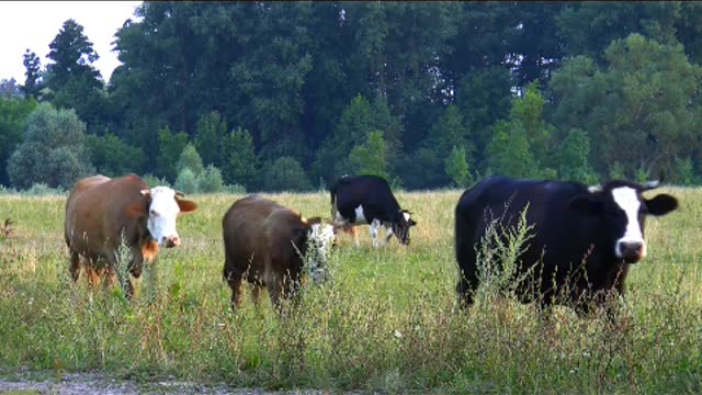 Industrious cow