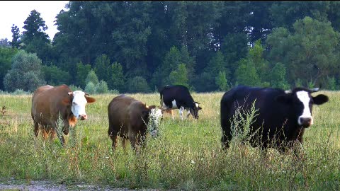 Industrious cow