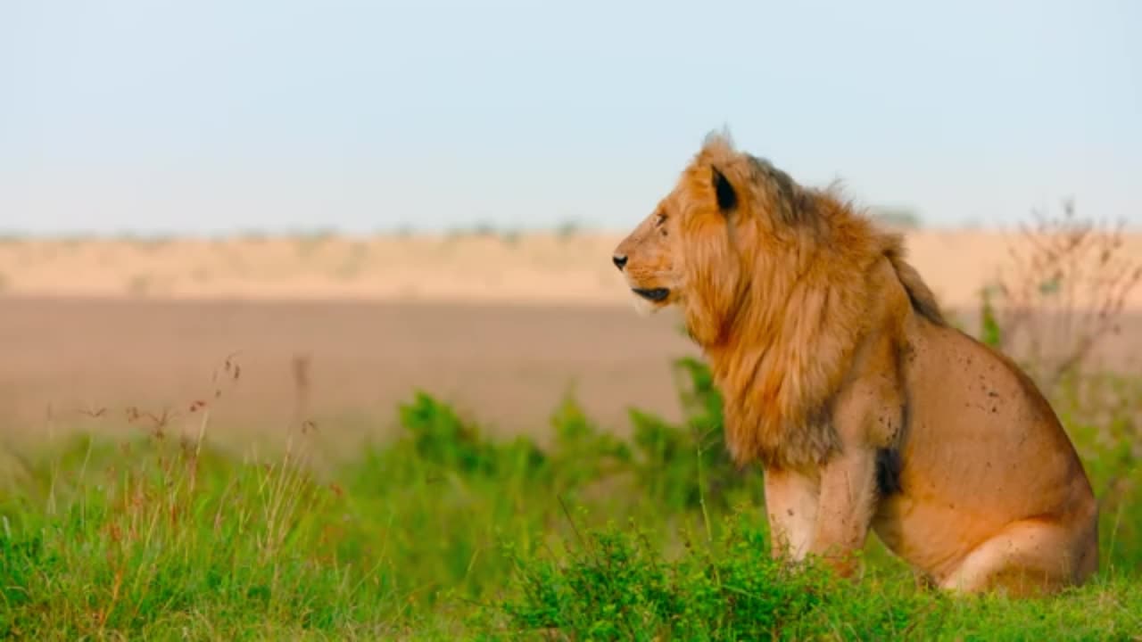 The Epic Tale of the Lion Brothers | A Must-Watch Documentary