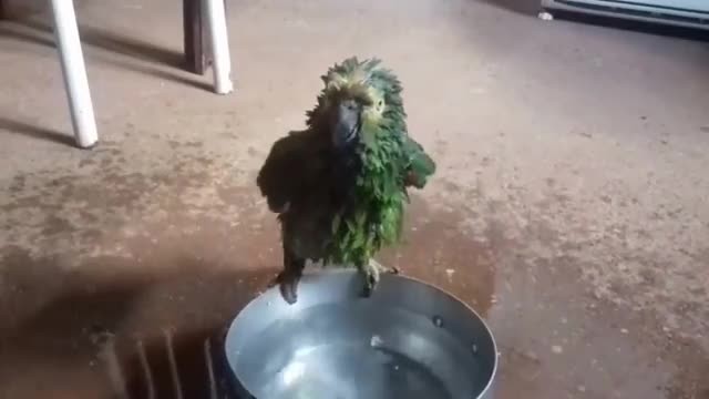 parrot taking a bath parrot taking a bath