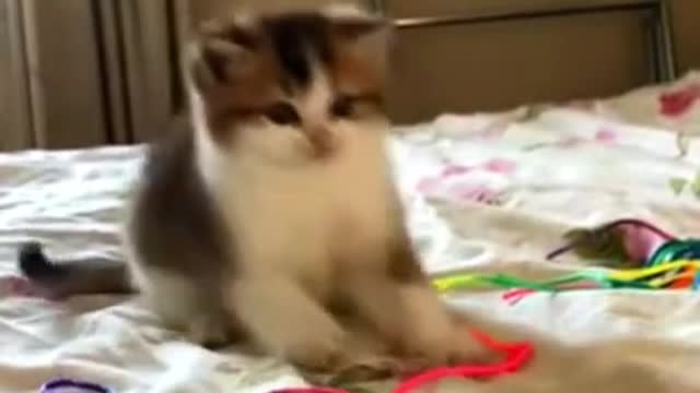 My funny kitten fighting