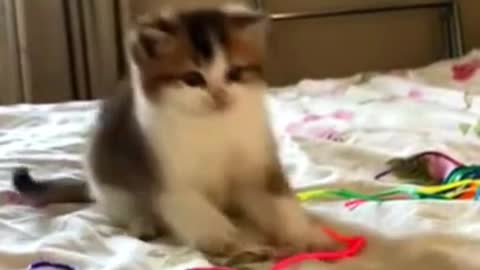 My funny kitten fighting