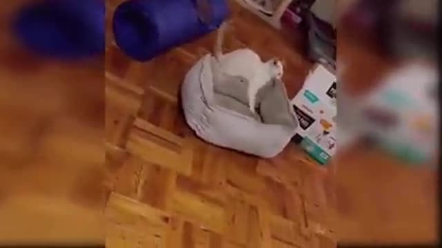 Baby cat