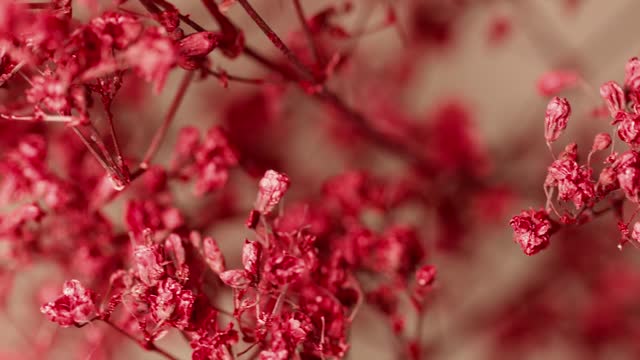 Red Flowers Dancing Video