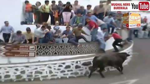 Bull fighting compilation